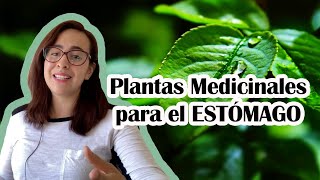 Plantas medicinales para el estómago🌿 [upl. by Ruthven]