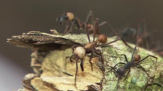 Killer Ants of Amazon Forest Wildlife Documentary [upl. by Iharas]