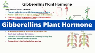 Gibberellins Plant Hormone [upl. by Lalage]