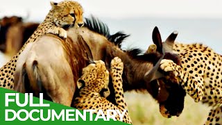 Cheetahs  Africas Fastest Hunters  Free Documentary Nature [upl. by Sorips29]