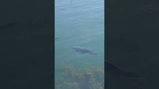 Fish spotted at Cobourg Beach cobourg viral [upl. by Eelarual]