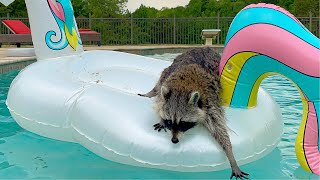 Raccoon Swimming in Backyard Pool [upl. by Bowers576]