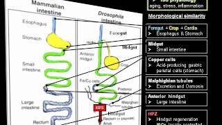 Drosophila Melanogaster  Fruit Fly [upl. by Dnalro]