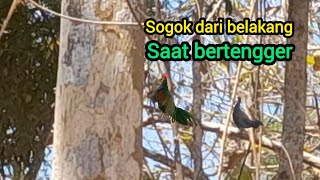 berburu Ayam hutan sore hari  merindik waktu bertengger [upl. by Anette]