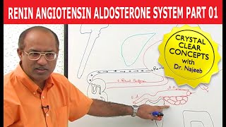 Renin Angiotensin Aldosterone System  RAAS Part 1👨‍⚕️ [upl. by Pompea345]