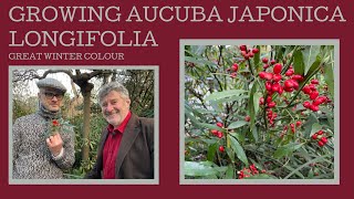 How to grow Aucuba japonica f longifolia another sensational plant for winter colour [upl. by Rosaleen]