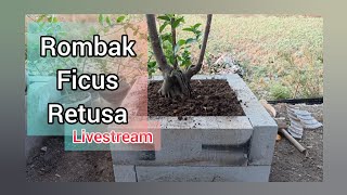 REHAB BERAT BAHAN BONSAI FICUS  livestreambonsaiimaji bonsai [upl. by Drucy]