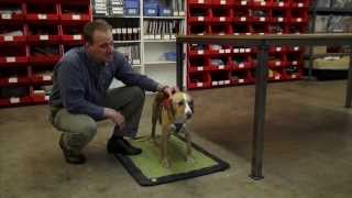 How To Adjust The Web Master Harness A Ruffwear Quick Start Video [upl. by Procora]