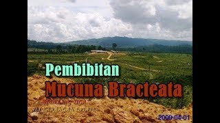 Pembibitan Mucuna Bracteata  Tanaman Kacangan Penutup Tanah  Perkebunan Kelapa Sawit [upl. by Clementius]