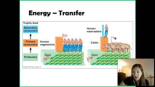 Food chain  ecosystem  types of food chain [upl. by Adilem]