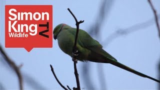 Parakeets Roost in London [upl. by Kancler33]