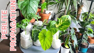 How To Do Perlite Propagation Properly And Its Benefits Rubys Plants [upl. by Galer]