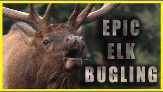 Epic Elk Bugling During the Rut in the Canadian Rockies [upl. by Wimsatt]