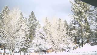 LIVE BIG BEAR CITY CA GREENWAY DR LOOKING WNW OVERNIGHT SNOWFALL 133quot TOTAL SUN HAS RISEN ✔IT OUT [upl. by Ydahs]