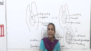 Pinus Lecture BSc Botany by Dr Anupama Goyal [upl. by Ysnil492]