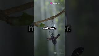 Watch This Snakefly Transform 🐍✨ insects [upl. by Auhoj]