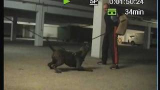 Überfall in einer Tiefgaragem Fritzi Schutzdienst Presa Canario Dogo Schutzhund [upl. by Ybab440]