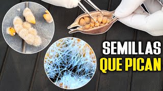 Germinando semillas de quotBrachychiton populneusquot para BONSAI [upl. by Wernda]