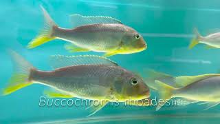 Buccochromis rhoadesii [upl. by Seagrave]