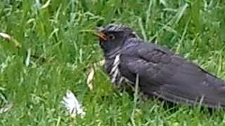 Cape Wagtail feeding CUCKOO chick [upl. by Llenrad]