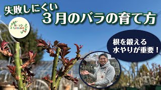 新芽が出てくる3月は「水やり」が超重要です！【バラの育て方解説】 [upl. by Evanthe]