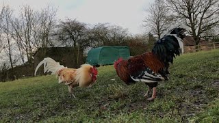 Swedish Flower Cockerel Fights Feral Cockerel [upl. by Nelleoj542]