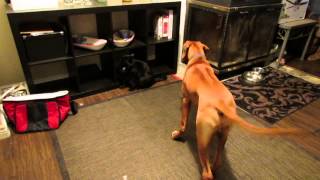 Rhodesian Ridgeback vs Black Panther [upl. by Rehm253]