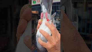 Best Giribaz Kabutar 🕊️🕊️❤️ pest kabutor girivaz birds pigeon [upl. by Launce]