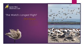 The worlds longest flight Migration of the Bar tailed Godwit Phil Straw [upl. by Nappy]