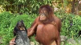 Unlikely Animal Friends Friends Furever Commercial  Google Android [upl. by Shull555]