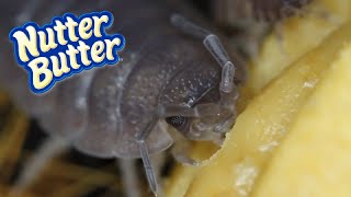 Isopods Eat Nutter Butter [upl. by Federico476]