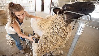 Amazing Modern Automatic Sheep Farming Technology  Fastest Shearing Cleaning and Milking Machines [upl. by Winthrop]