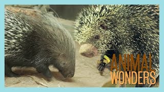 Our Two Porcupines Kemosabe amp Kizmit [upl. by Adnulahs]