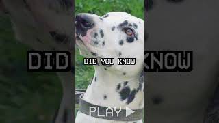 Did You Know This About The Dalmatian [upl. by Naz]