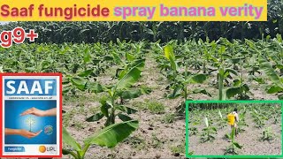 Saaf fungicide spray केला verity hindusatanlatest video viral trending farming banana [upl. by Naud176]