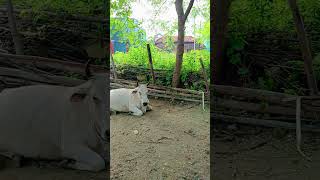 Goru sab kiska he 🤩🤣🤣Bell sab kiska heytshortyoutube villageshortsvideo shortdehatichora [upl. by Illehs]