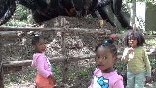 Kids in the Fort Worth Zoo Describe Giant Tarantula [upl. by Rebor]