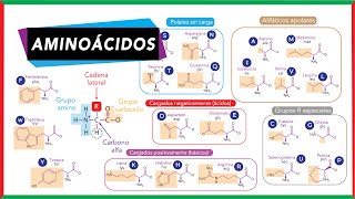 Aminoácidos partes clasificación esenciales y no esenciales  Bioquímica [upl. by Masha695]