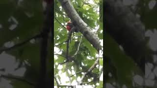 Scarlet Tanager Calling Way Up High In The Trees shorts [upl. by Kepner]