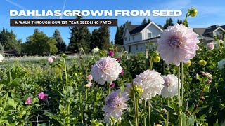 A Walk Through The First Year Dahlia Seedling Patch  Dahlias Grown From Seed [upl. by Orel]