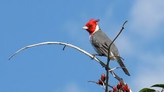 LOS HERMANOS CUESTAS como los pajaros [upl. by Eerac]