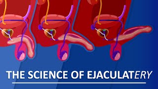 Behind The Sperm and Ejaculation [upl. by Acquah]