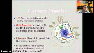 IB 12  Ultrastructure of Cells [upl. by Slater]