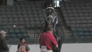 Windermere Farms World Champion Percheron Stallion [upl. by Laraine]