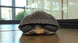 The Endangered Blandings Turtle [upl. by Aicened]