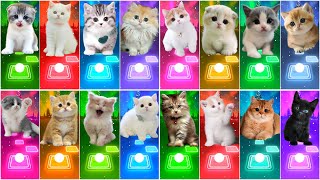 ALL CUTE CATS PT2  IMAGINE DRAGONS  WAKA WAKA  BTS  BLACKPINK  SAVAGE LOVE MAROON 5 TILES HOP [upl. by Aymer305]