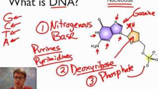 What is DNA [upl. by Ventura]