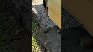 Green Ameiva Lizard 🦎 South Florida [upl. by Afatsom]