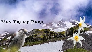 Van Trump Park  Exploring Mt Rainiers vibrant meadows [upl. by Maitilde699]