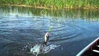 Lake Okeechobee Bass Fishing [upl. by Aysan]